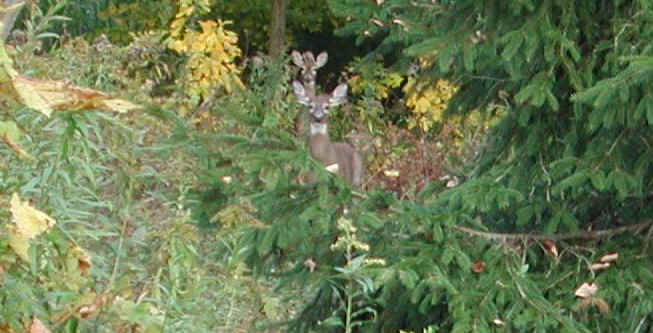 White-Tailed Deer (Odocoileus virginianus) - 02