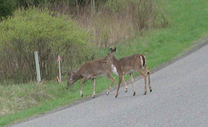 White-Tailed Deer (Odocoileus virginianus) - 09