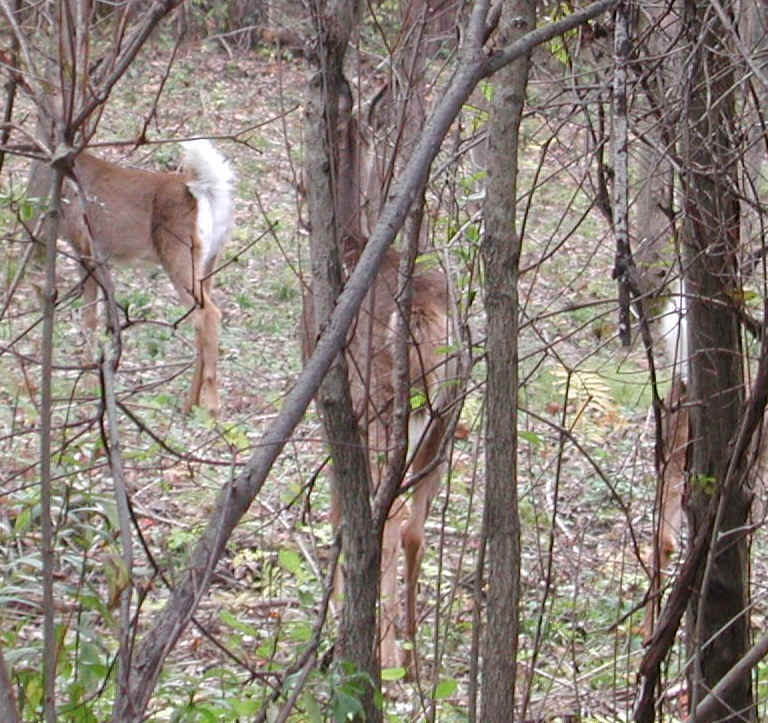 White-Tailed Deer (Odocoileus virginianus) - 100