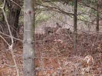 White-Tailed Deer (Odocoileus virginianus) - 101