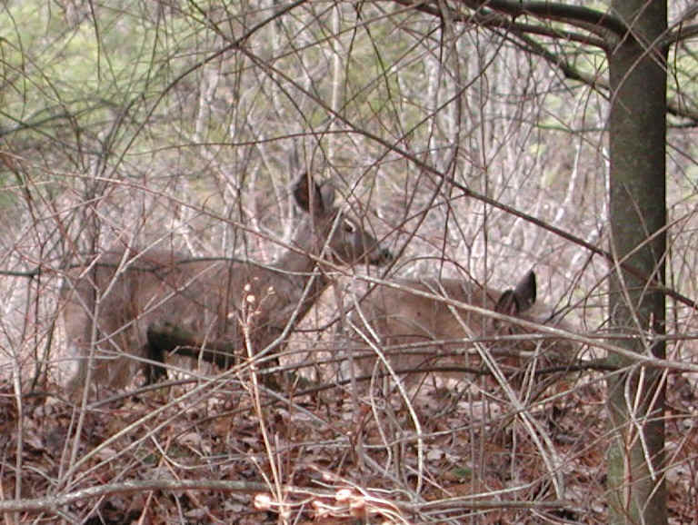 White-Tailed Deer (Odocoileus virginianus) - 101a