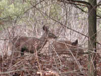 White-Tailed Deer (Odocoileus virginianus) - 101a