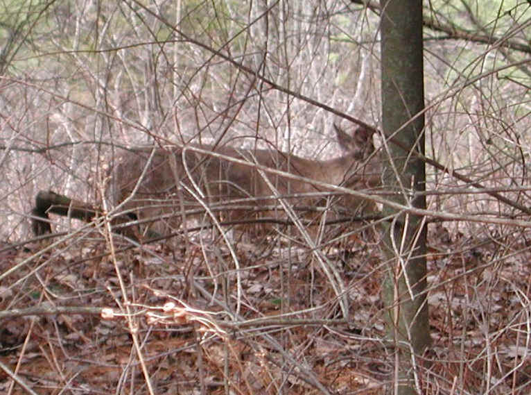 White-Tailed Deer (Odocoileus virginianus) - 102