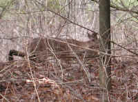 White-Tailed Deer (Odocoileus virginianus) - 102