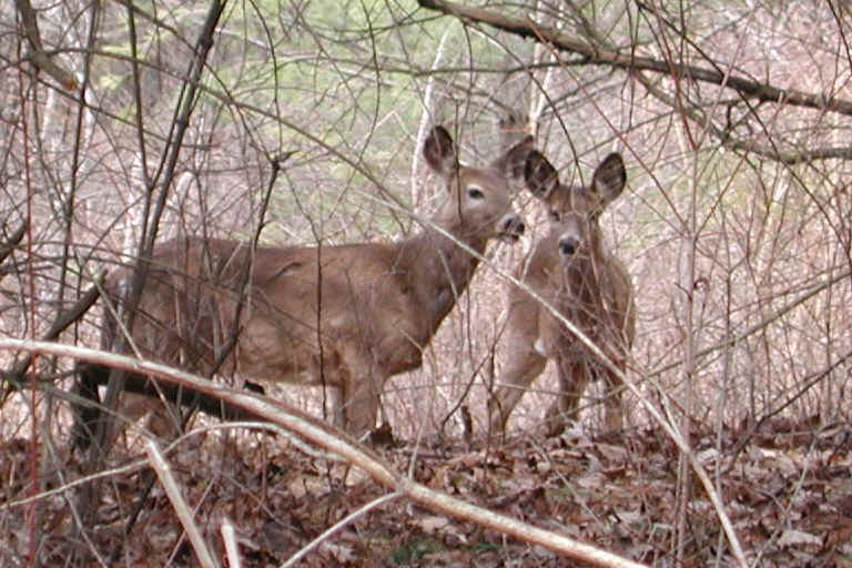 White-Tailed Deer (Odocoileus virginianus) - 103