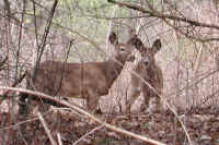 White-Tailed Deer (Odocoileus virginianus) - 103