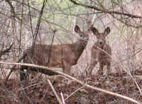 White-Tailed Deer (Odocoileus virginianus) - 104