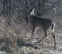 White-Tailed Deer (Odocoileus virginianus) - 106