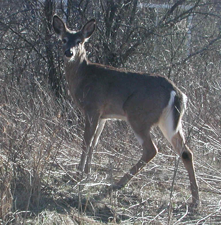 White-Tailed Deer (Odocoileus virginianus) - 107
