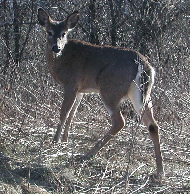 White-Tailed Deer (Odocoileus virginianus) - 108
