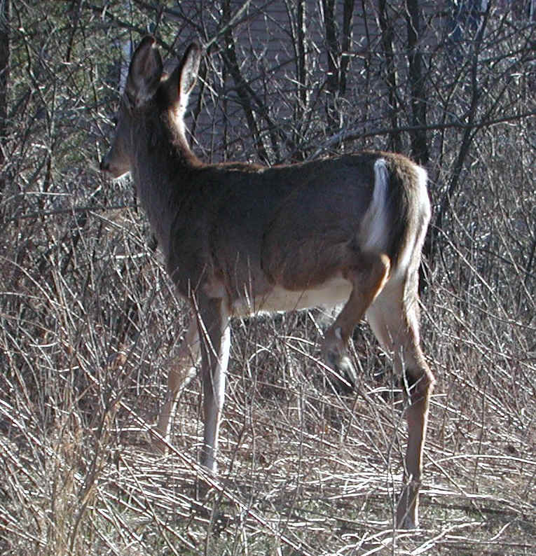White-Tailed Deer (Odocoileus virginianus) - 109
