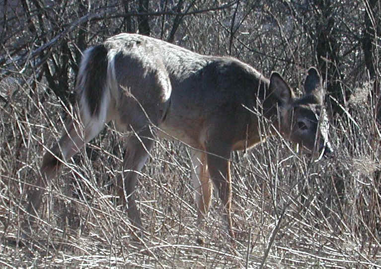 White-Tailed Deer (Odocoileus virginianus) - 110