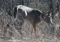 White-Tailed Deer (Odocoileus virginianus) - 110