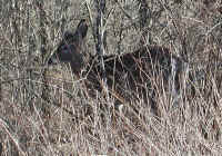 White-Tailed Deer (Odocoileus virginianus) - 113
