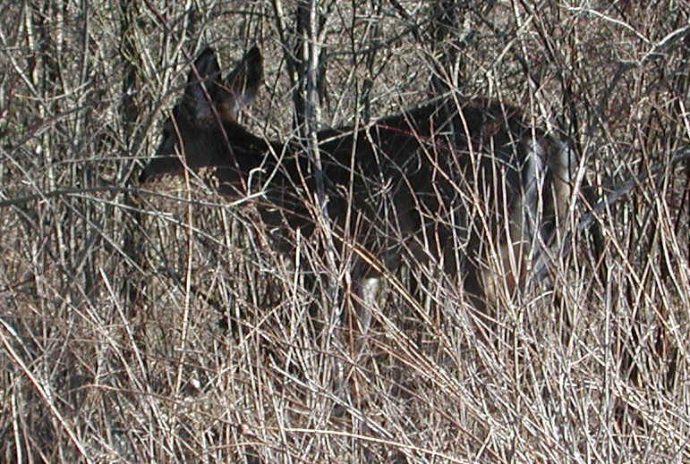 White-Tailed Deer (Odocoileus virginianus) - 114