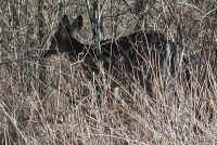 White-Tailed Deer (Odocoileus virginianus) - 114