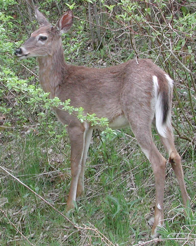 White-Tailed Deer (Odocoileus virginianus) - 119