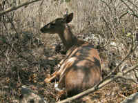 White-Tailed Deer (Odocoileus virginianus) - 120