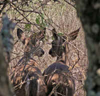 White-Tailed Deer (Odocoileus virginianus) - 121
