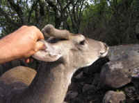 White-Tailed Deer (Odocoileus virginianus) - 124