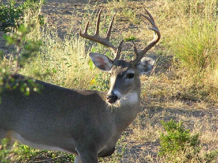 White-Tailed Deer (Odocoileus virginianus) - 125