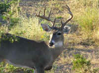 White-Tailed Deer (Odocoileus virginianus) - 125