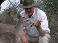 White-Tailed Deer (Odocoileus virginianus) - 126
