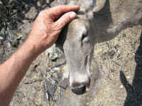 White-Tailed Deer (Odocoileus virginianus) - 129