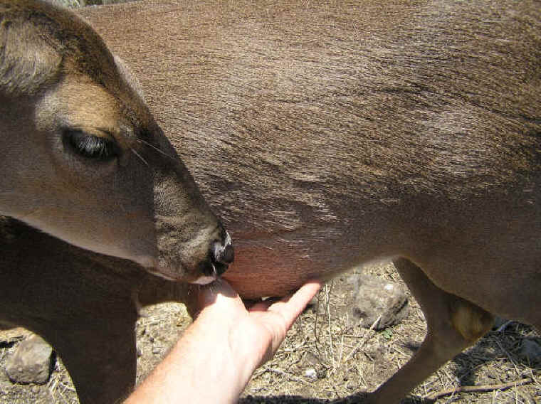 White-Tailed Deer (Odocoileus virginianus) - 131