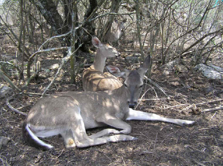 White-Tailed Deer (Odocoileus virginianus) - 134