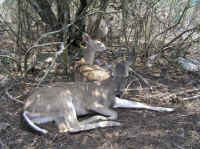 White-Tailed Deer (Odocoileus virginianus) - 134