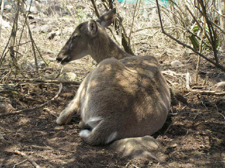 White-Tailed Deer (Odocoileus virginianus) - 137