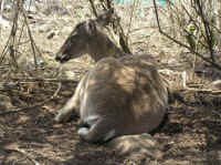 White-Tailed Deer (Odocoileus virginianus) - 137