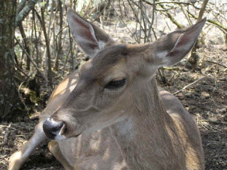 White-Tailed Deer (Odocoileus virginianus) - 138