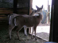 White-Tailed Deer (Odocoileus virginianus) - 139