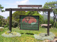 White-Tailed Deer (Odocoileus virginianus) - 140