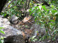 White-Tailed Deer (Odocoileus virginianus) - 142