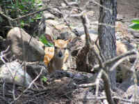 White-Tailed Deer (Odocoileus virginianus) - 143