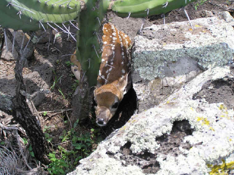 White-Tailed Deer (Odocoileus virginianus) - 144