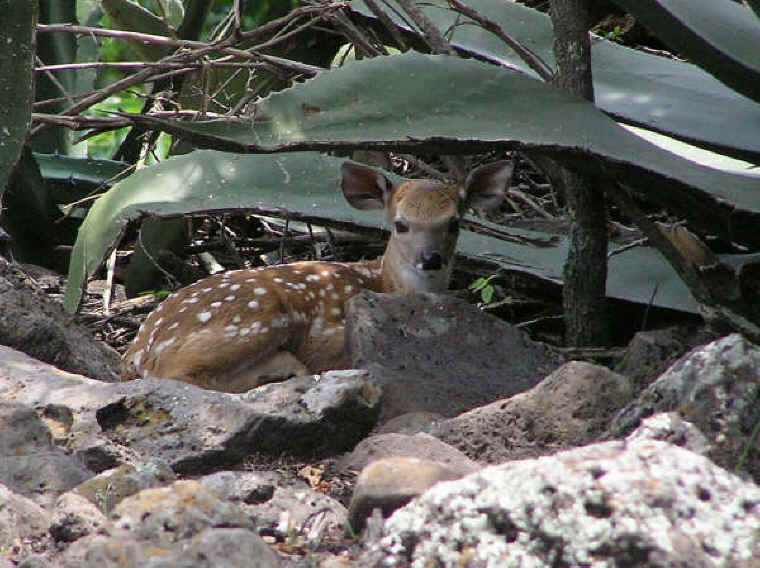 White-Tailed Deer (Odocoileus virginianus) - 145