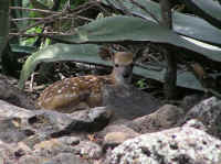 White-Tailed Deer (Odocoileus virginianus) - 145