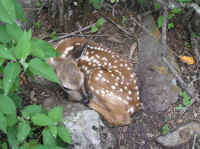 White-Tailed Deer (Odocoileus virginianus) - 146