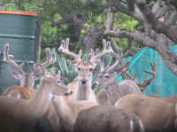 White-Tailed Deer (Odocoileus virginianus) - 147