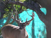 White-Tailed Deer (Odocoileus virginianus) - 148