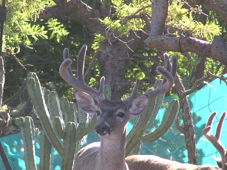 White-Tailed Deer (Odocoileus virginianus) - 149