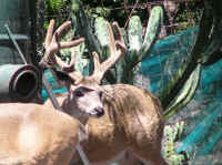 White-Tailed Deer (Odocoileus virginianus) - 150