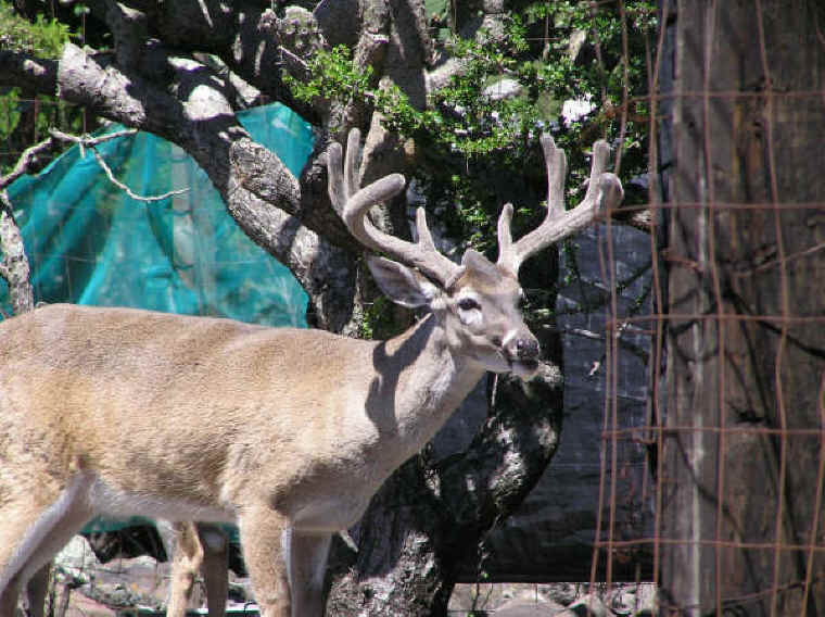 White-Tailed Deer (Odocoileus virginianus) - 151