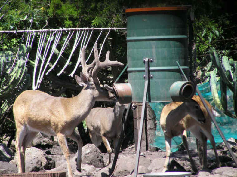 White-Tailed Deer (Odocoileus virginianus) - 152