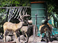 White-Tailed Deer (Odocoileus virginianus) - 152