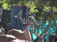 White-Tailed Deer (Odocoileus virginianus) - 154
